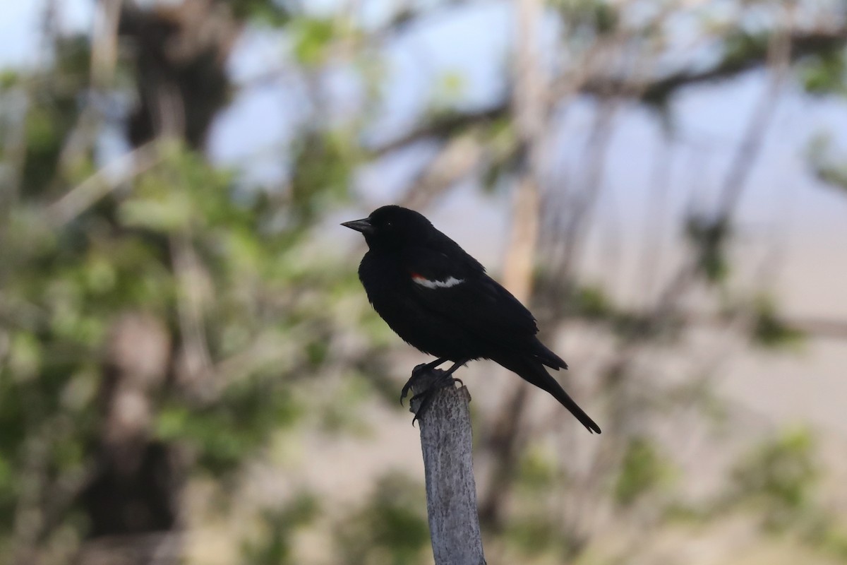Tricolored Blackbird - ML621140135