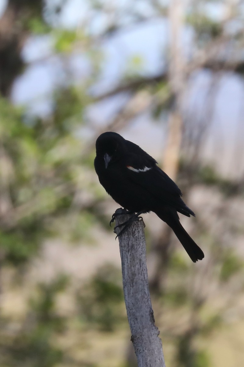 Tricolored Blackbird - ML621140138