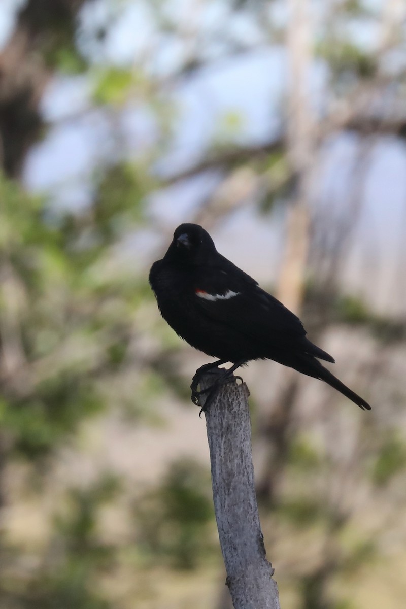 Tricolored Blackbird - ML621140139