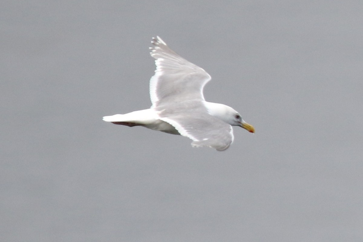 Glaucous-winged Gull - Louis Hoeniger