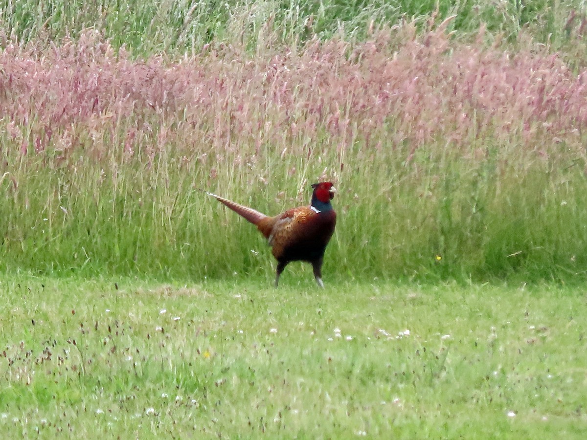 Ring-necked Pheasant - ML621140154