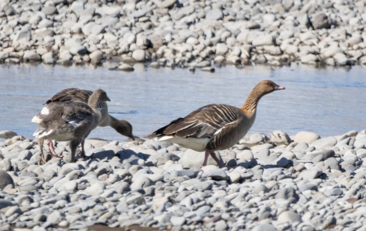 Pink-footed Goose - ML621140194