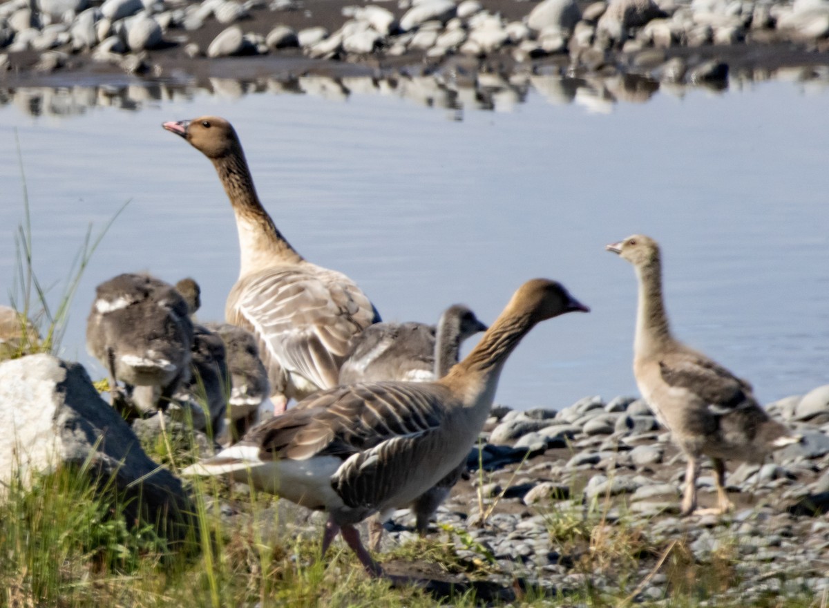 Pink-footed Goose - ML621140195