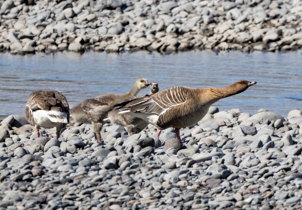Pink-footed Goose - ML621140197
