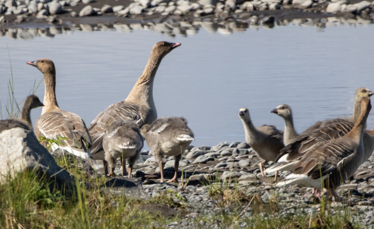 Pink-footed Goose - ML621140198