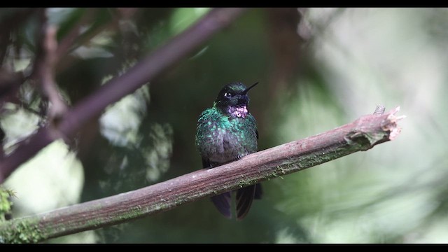 kolibřík turmalinový - ML621140224