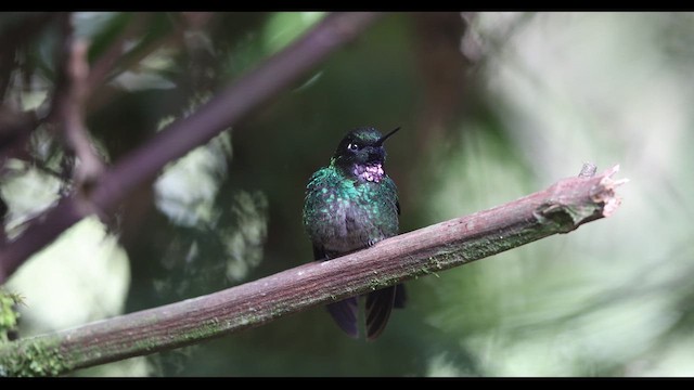 Colibrí Turmalina - ML621140224