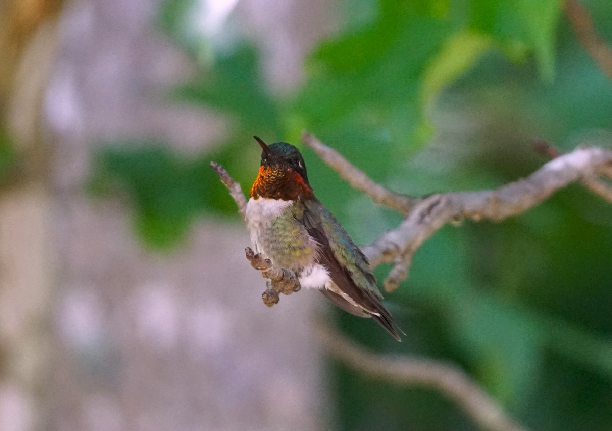 Ruby-throated Hummingbird - ML621140241