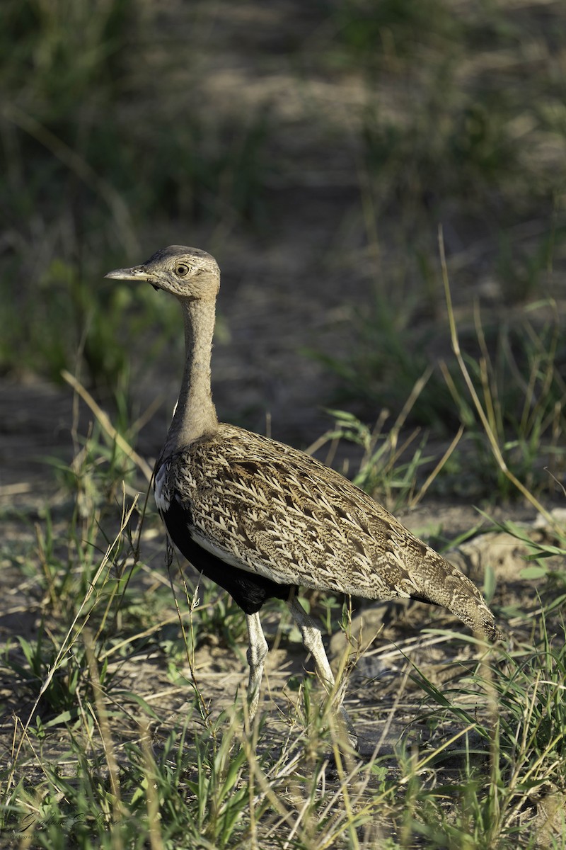 Red-crested Bustard - ML621140260