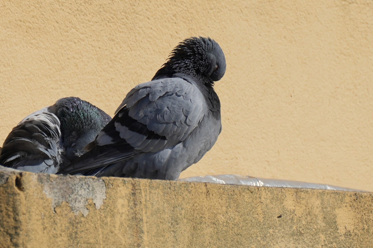 Rock Pigeon (Feral Pigeon) - ML621140297