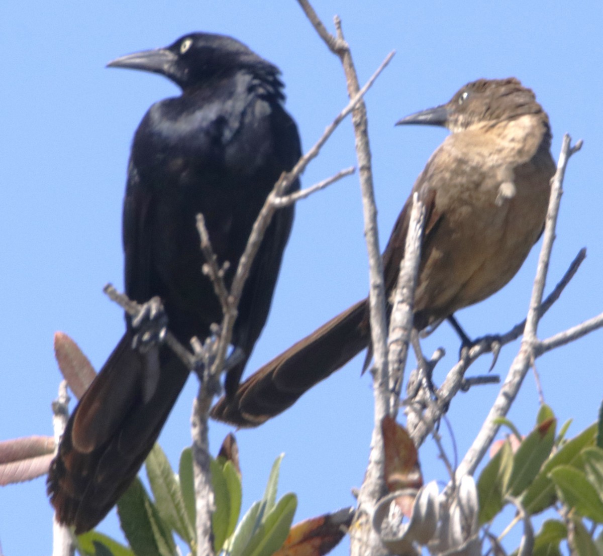 Great-tailed Grackle - ML621140304