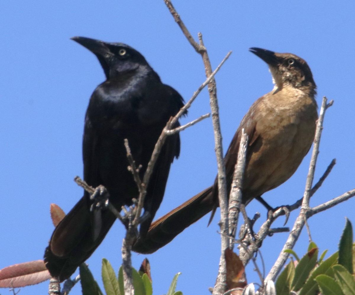 Great-tailed Grackle - ML621140305
