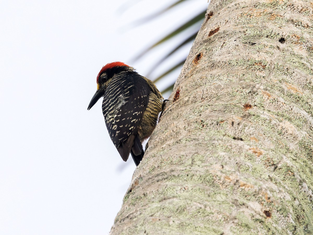 Black-cheeked Woodpecker - ML621140311