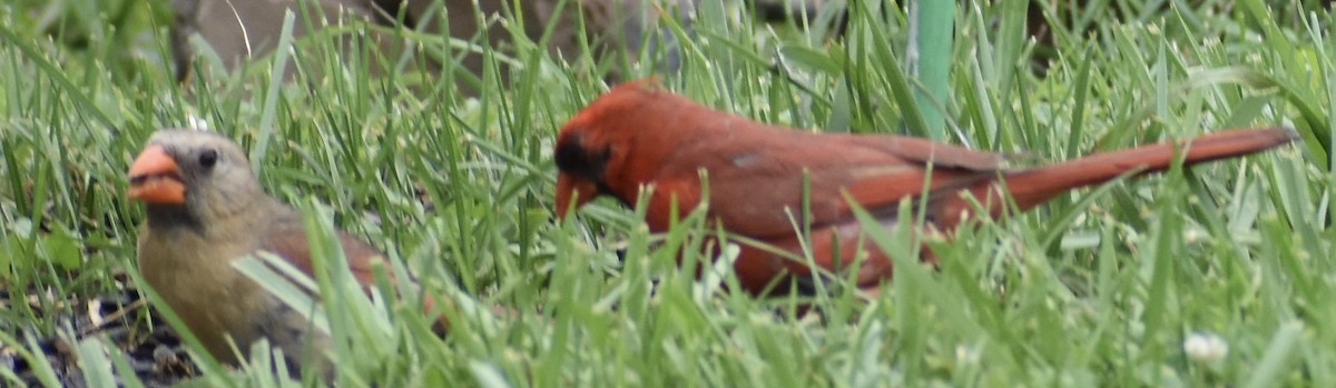 Cardinal rouge - ML621140331