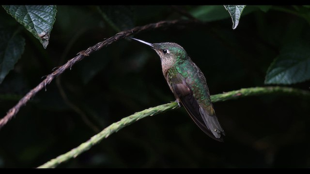 kolibřík hnědobřichý - ML621140338