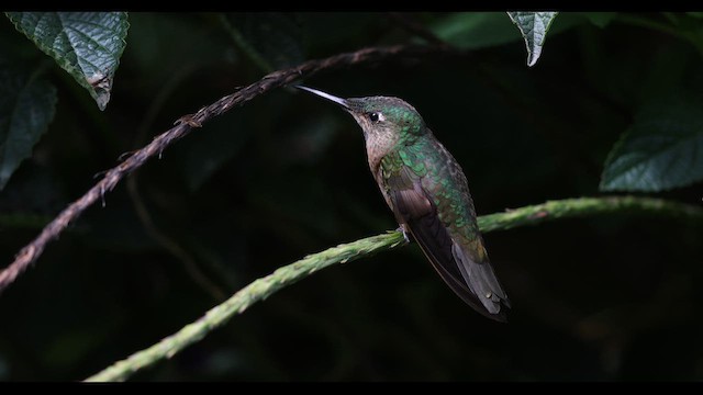 Fawn-breasted Brilliant - ML621140338