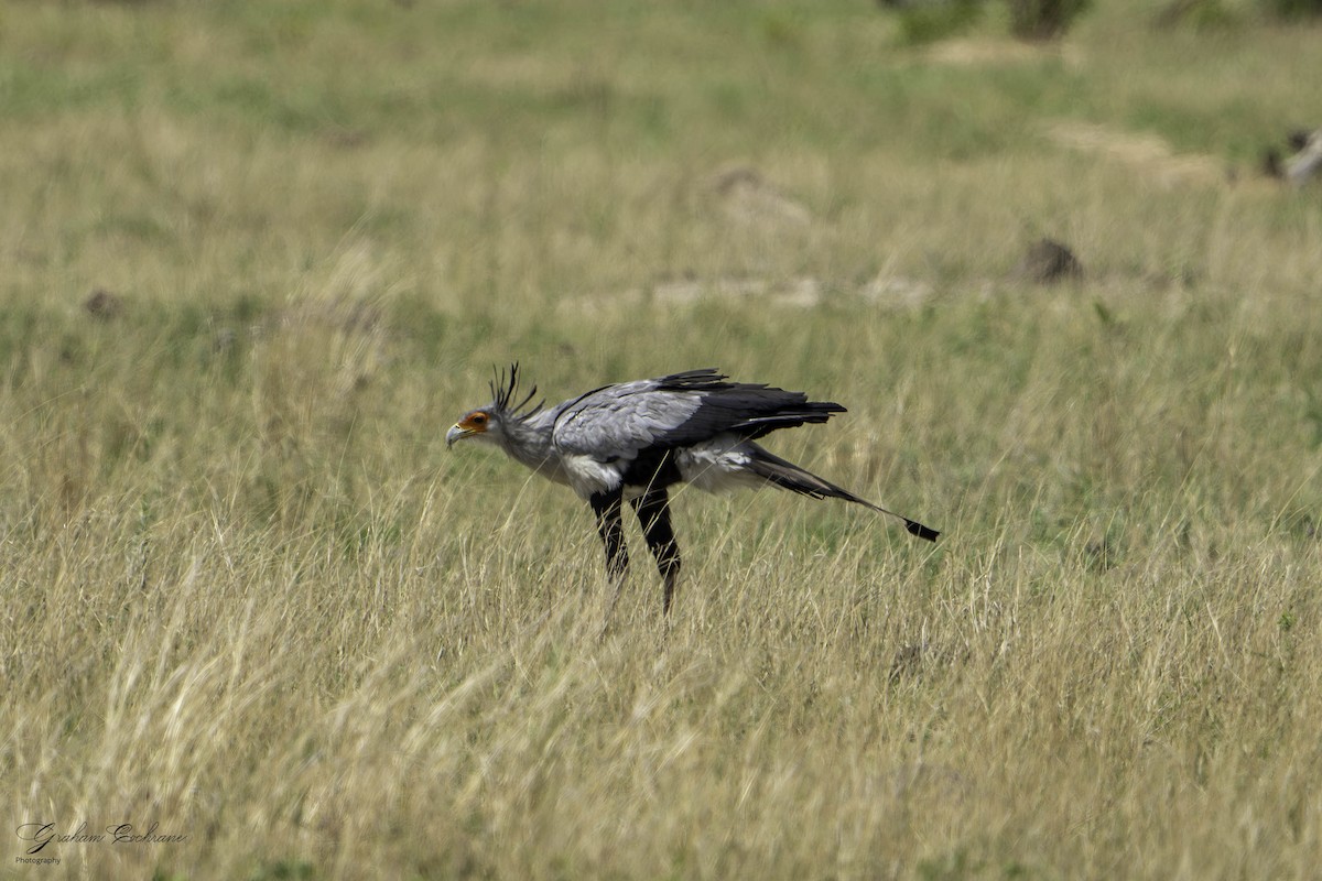 Secretarybird - ML621140362