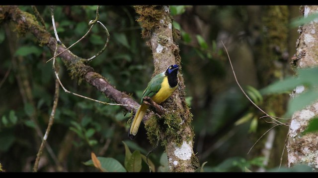 Green Jay (Inca) - ML621140396