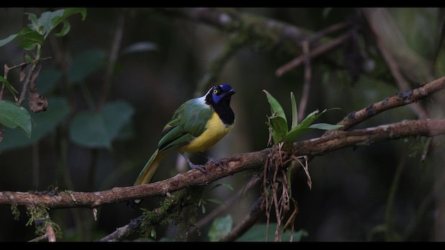 Green Jay (Inca) - ML621140397