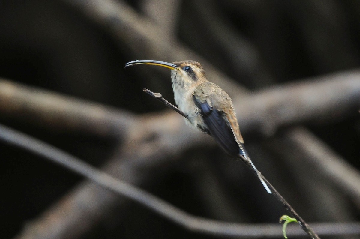Гвианский колибри-отшельник - ML621140419