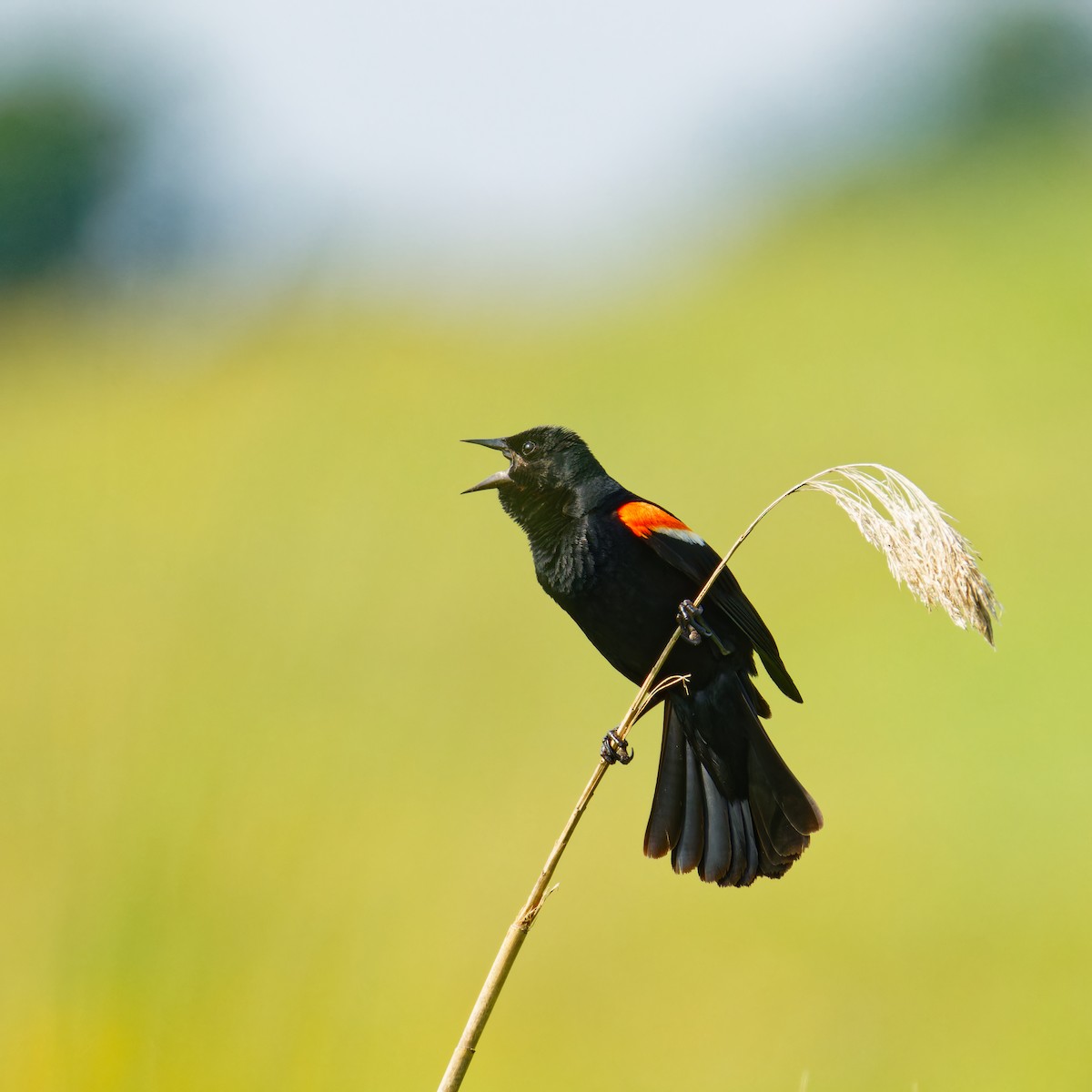 Red-winged Blackbird - ML621140421