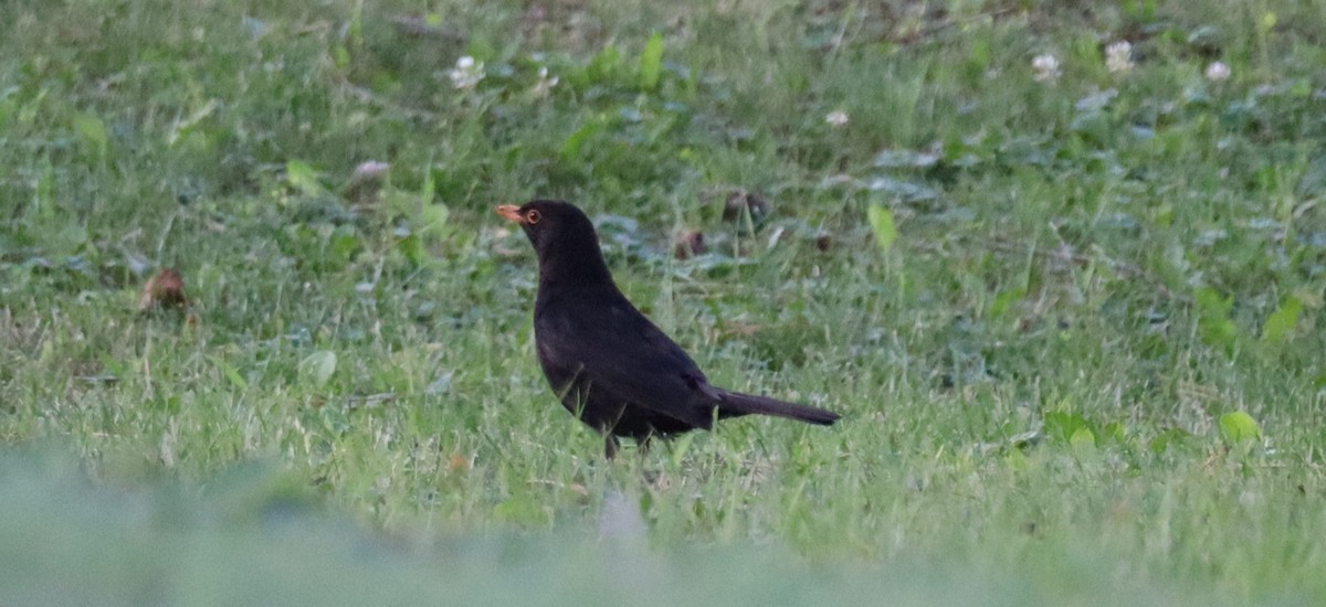 Eurasian Blackbird - ML621140465