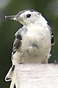 White-breasted Nuthatch - ML621140471
