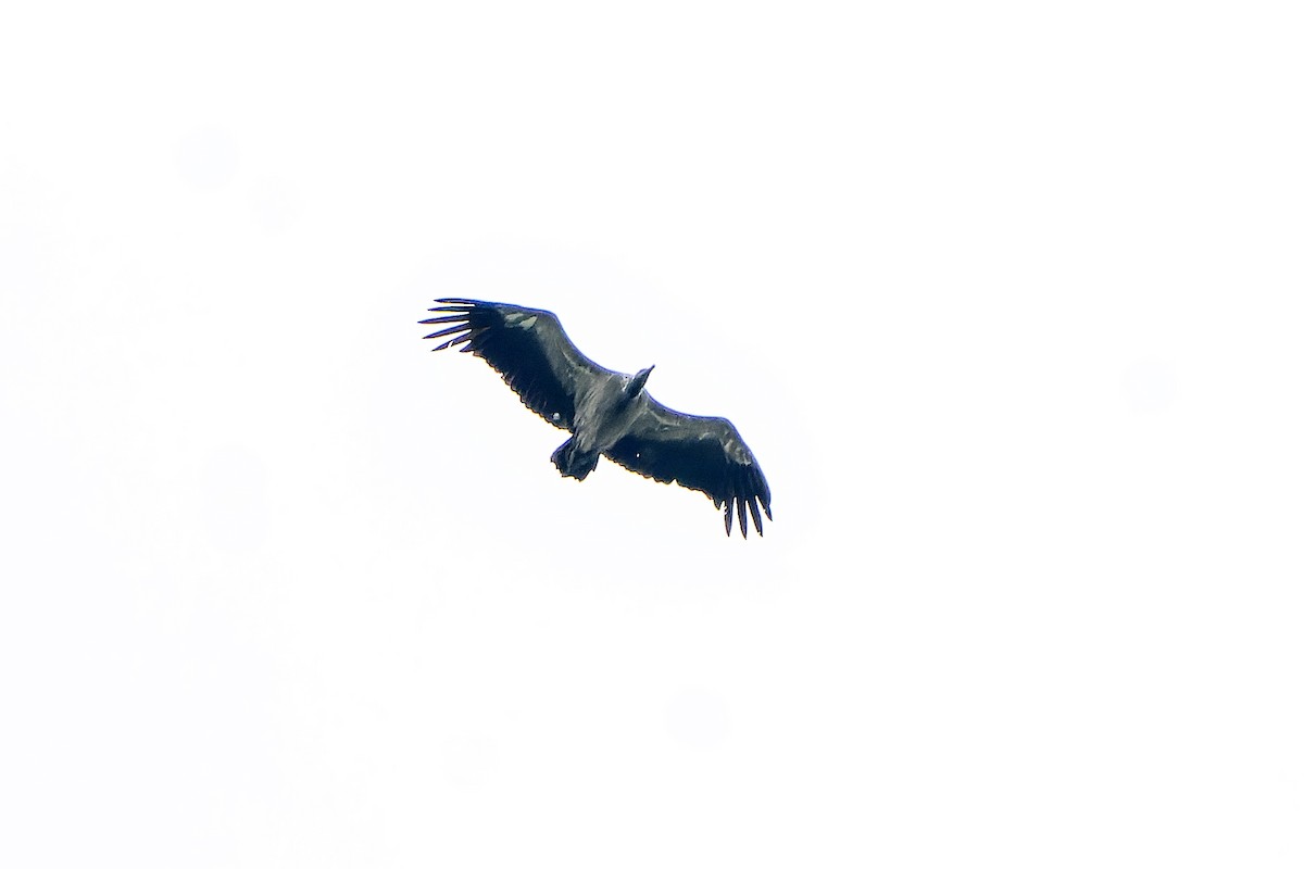 Slender-billed Vulture - ML621140509
