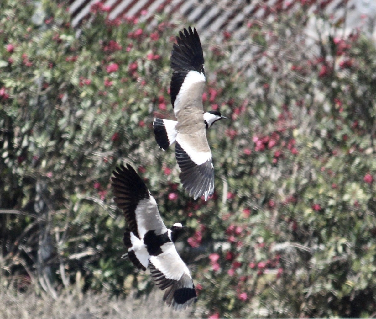 Spur-winged Lapwing - ML621140517