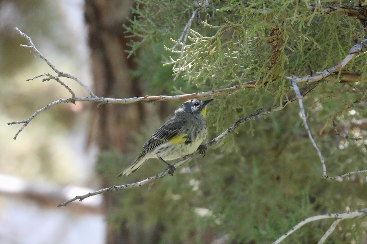Yellow-rumped Warbler (Audubon's) - ML621140530