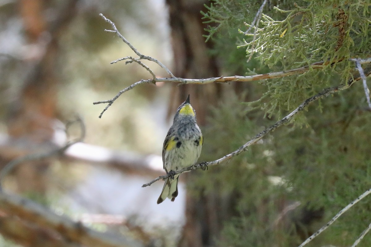 Yellow-rumped Warbler (Audubon's) - ML621140531
