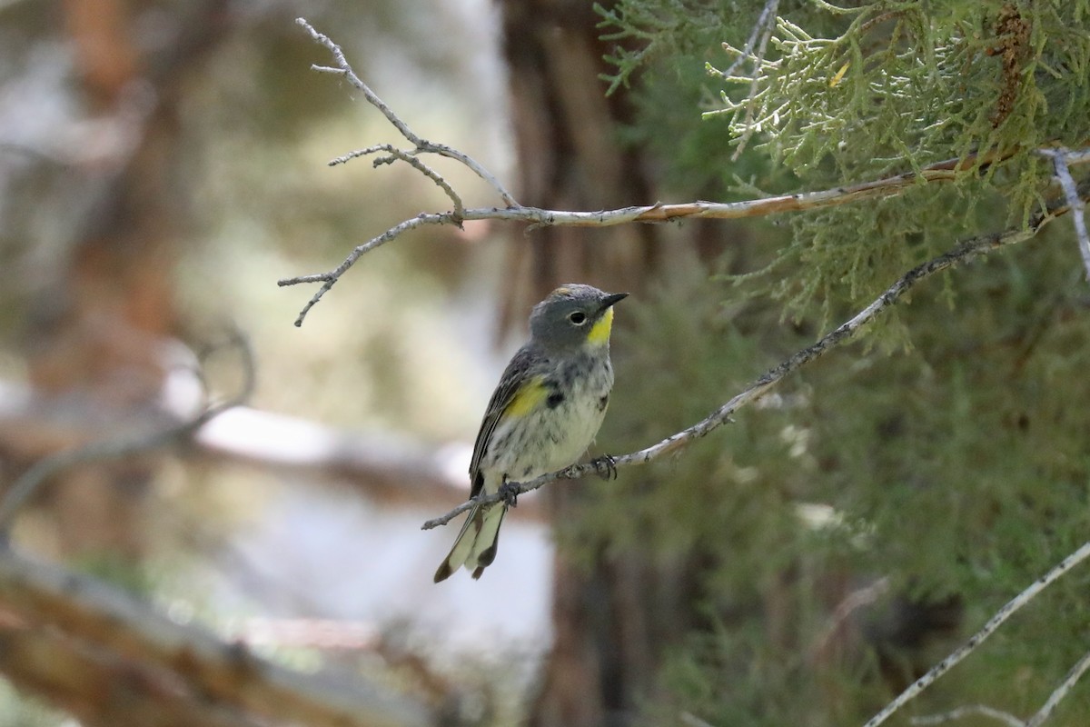 Yellow-rumped Warbler (Audubon's) - ML621140532