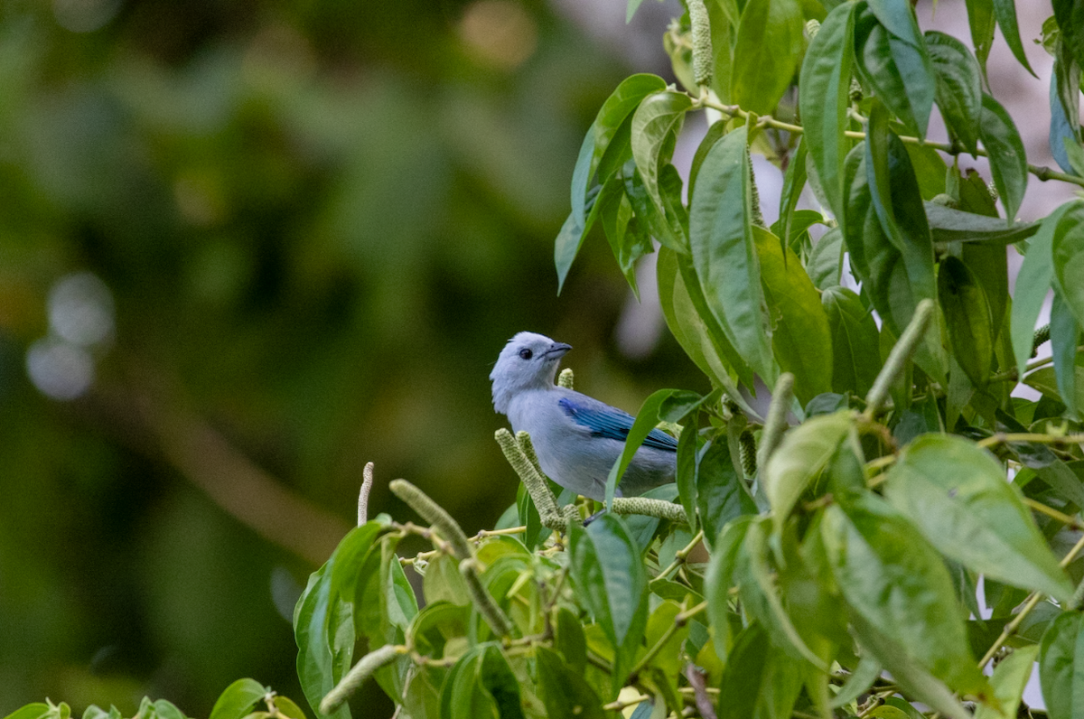 Blue-gray Tanager - ML621140534