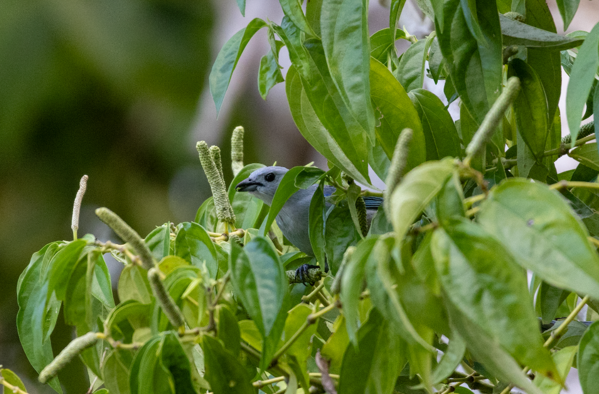 Blue-gray Tanager - ML621140539