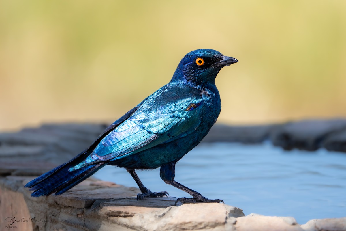 Greater Blue-eared Starling - ML621140540