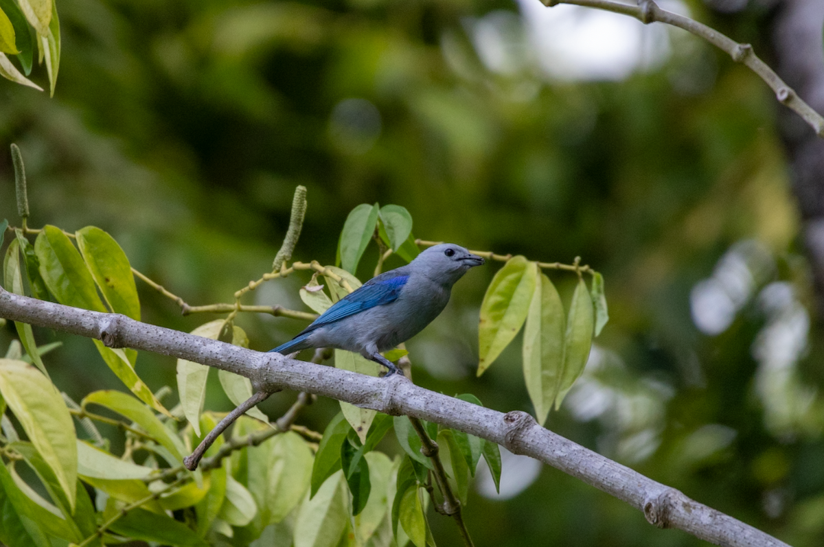 Blue-gray Tanager - ML621140553