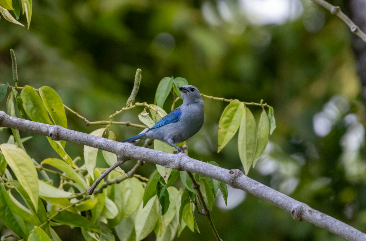 Blue-gray Tanager - ML621140562
