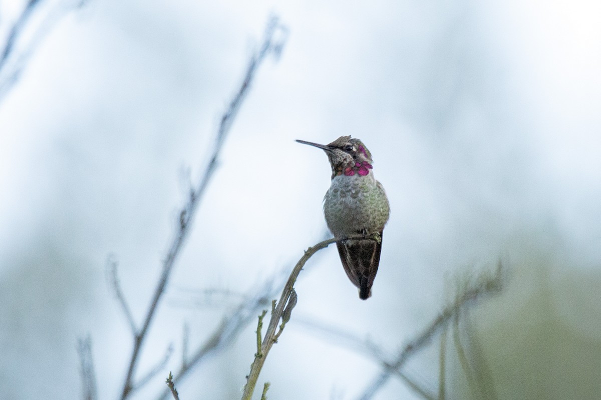 Anna's Hummingbird - ML621140575