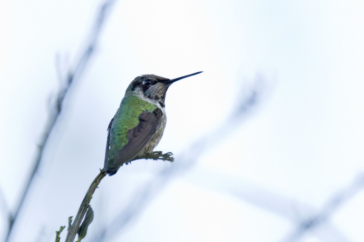 Anna's Hummingbird - ML621140598