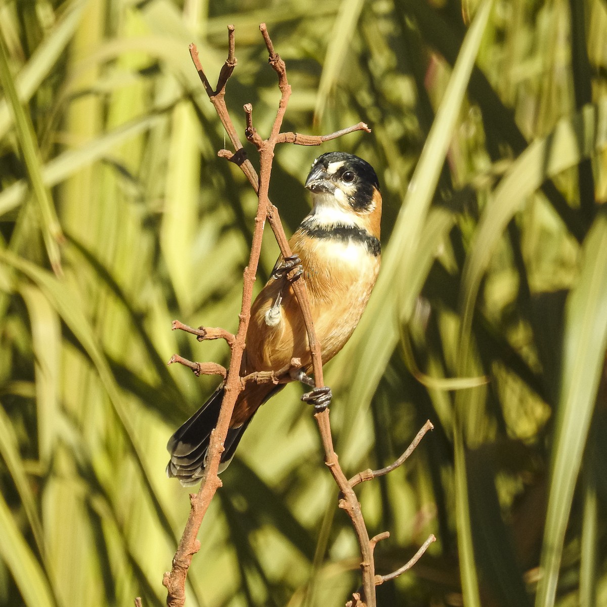Rusty-collared Seedeater - ML621140609