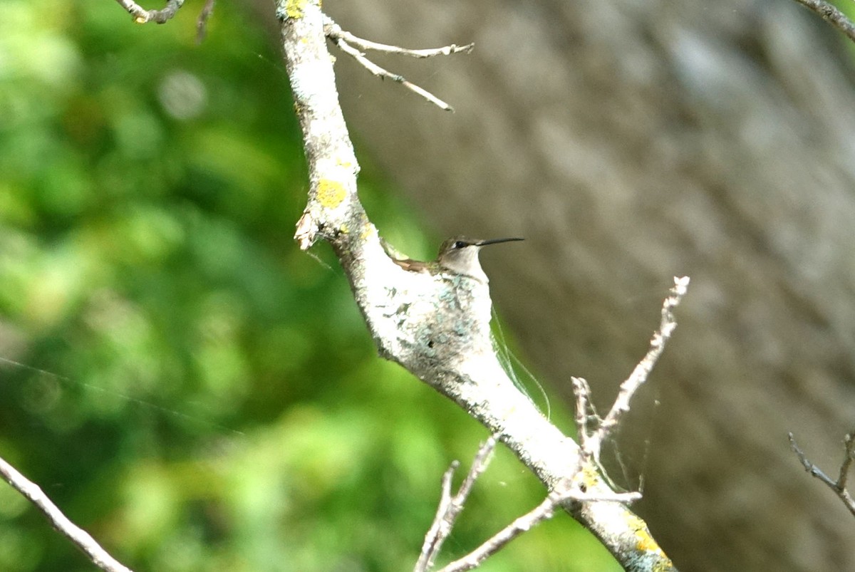 hummingbird sp. - ML621140610
