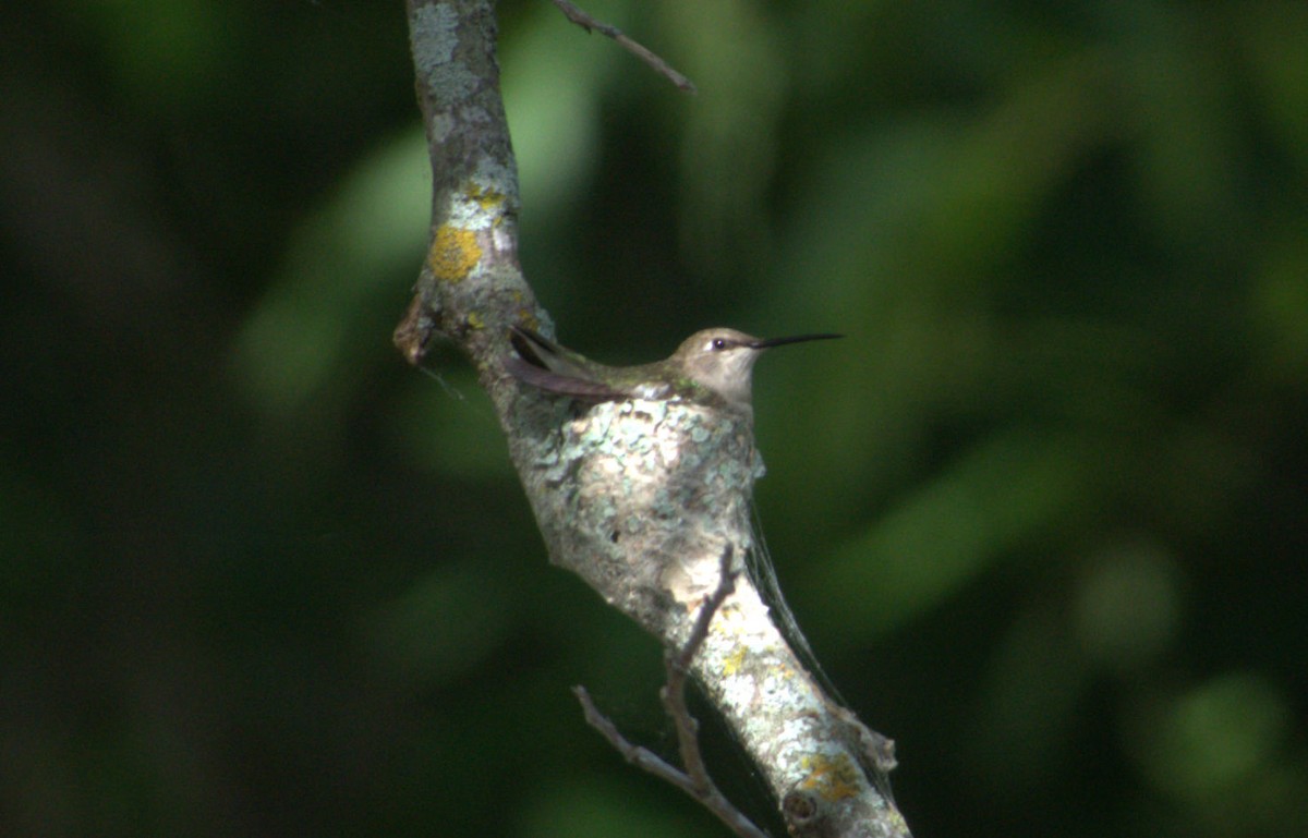 ub. kolibri (Trochilidae sp.) - ML621140611