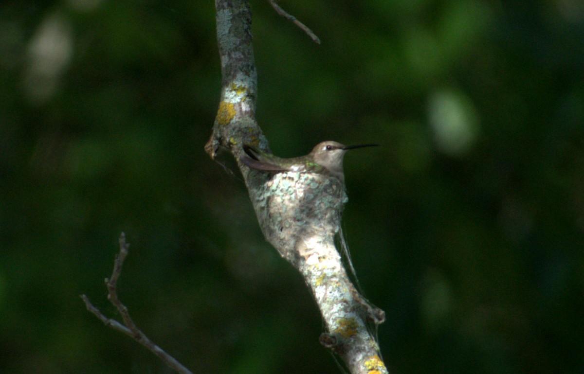hummingbird sp. - ML621140612