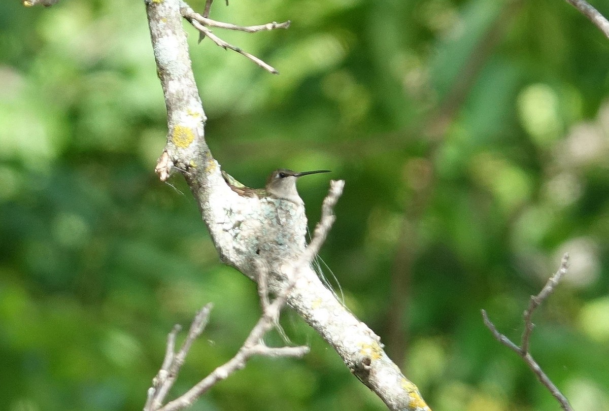 hummingbird sp. - ML621140613