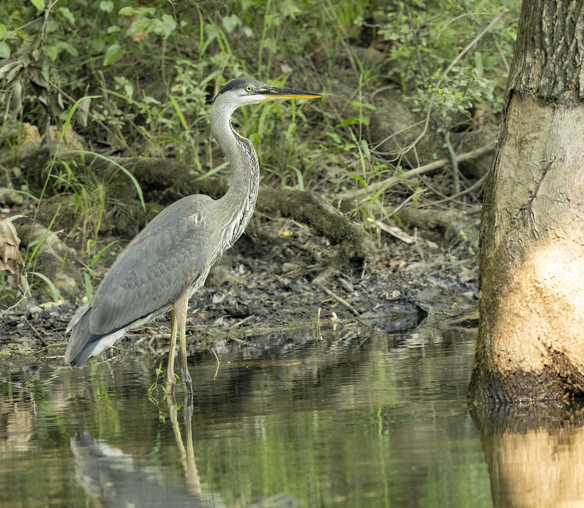 Garza Azulada - ML621140614