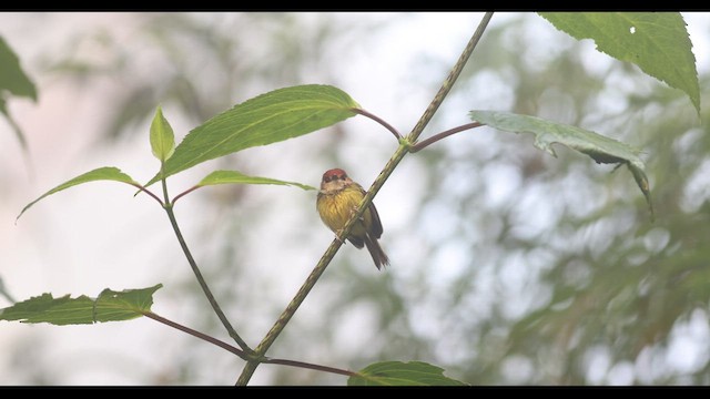 Rufous-crowned Tody-Flycatcher - ML621140690