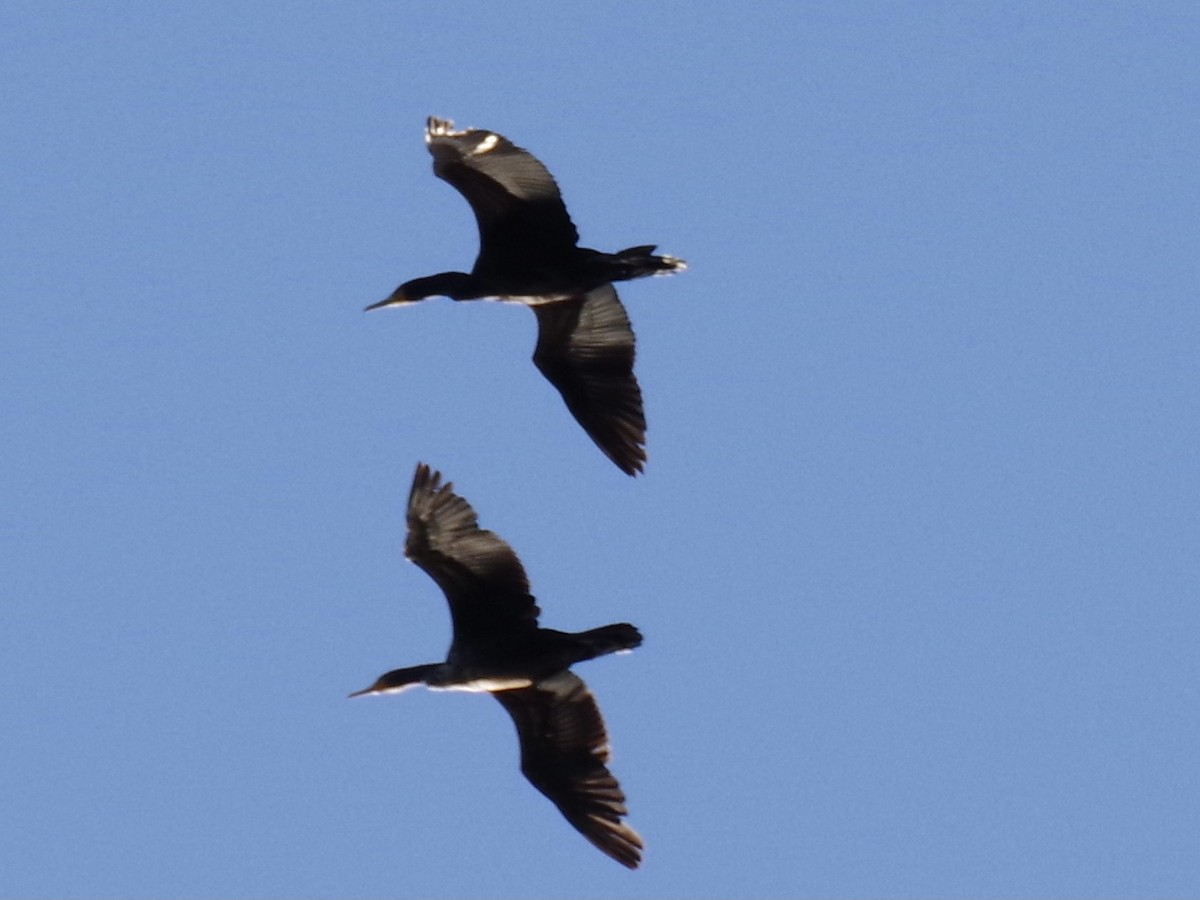 Double-crested Cormorant - ML621140697