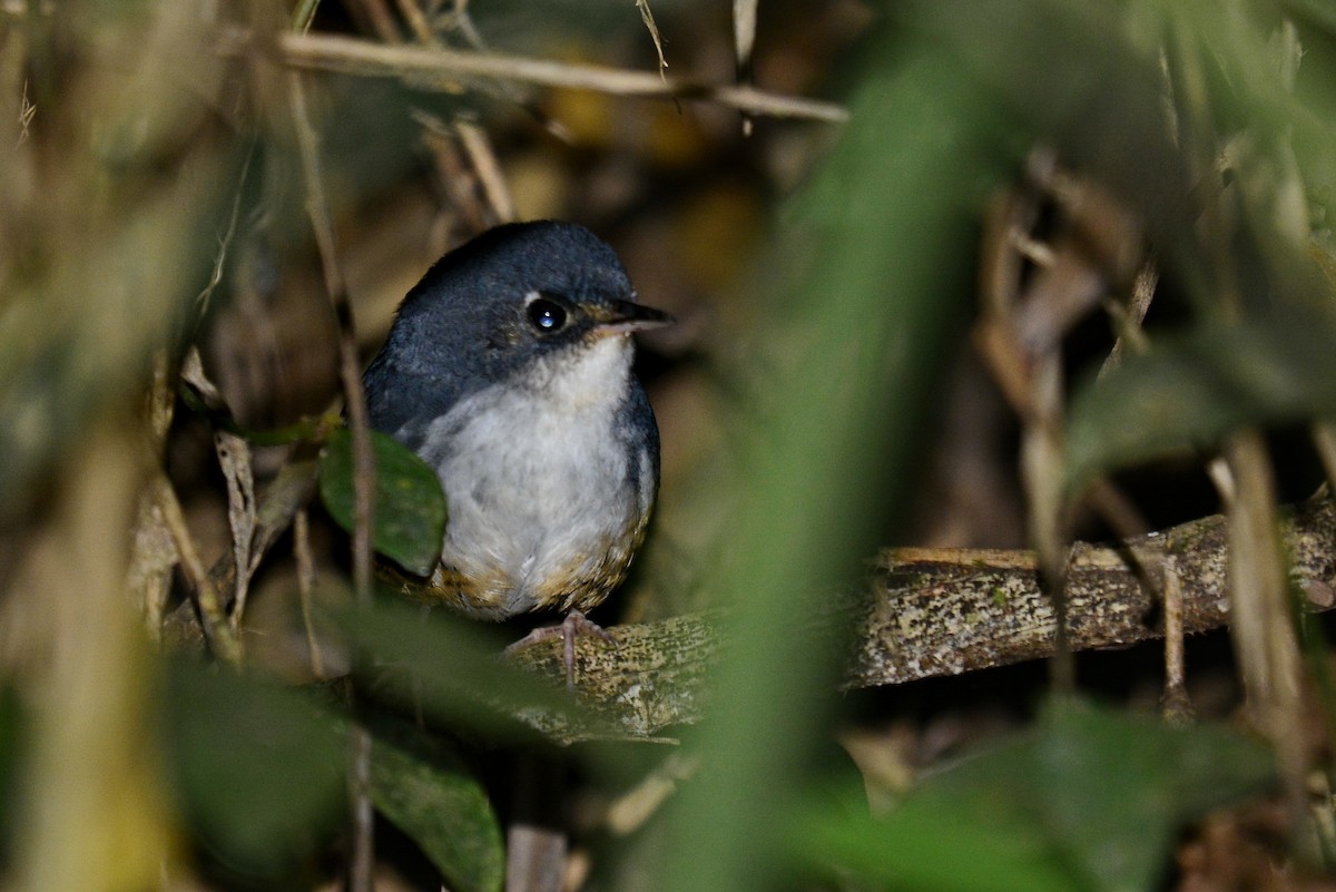 White-breasted Tapaculo - ML621140757