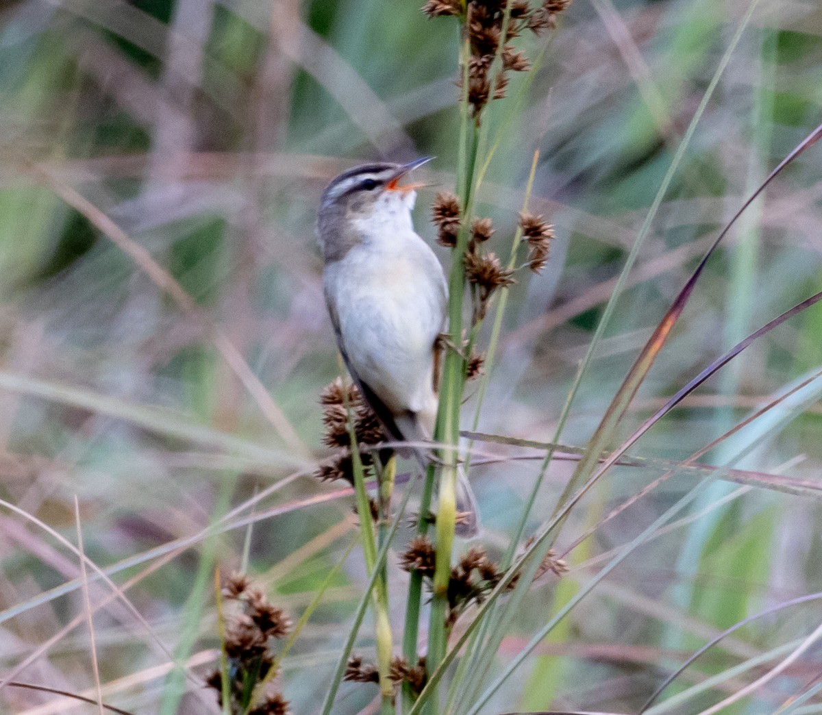 Sedge Warbler - ML621140791