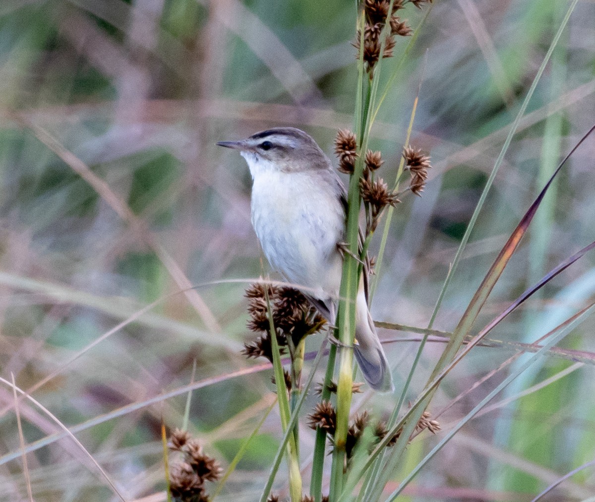 Sedge Warbler - Greg Harrington